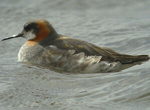 Phalarope � bec �troit