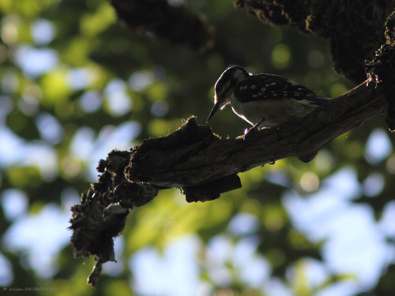 Hairy Woodpecker, identification