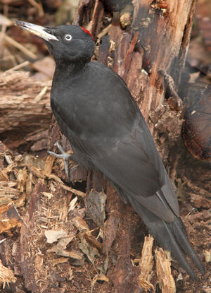 Black Woodpecker
