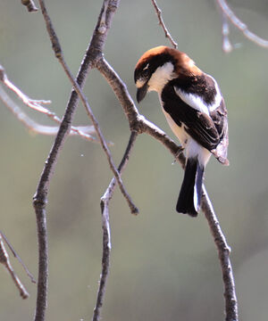 Woodchat Shrike