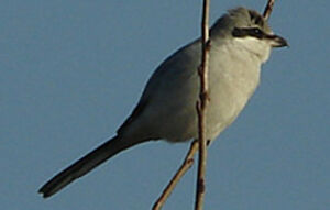 Great Grey Shrike
