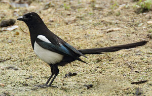 Eurasian Magpie 
&copy; Julien Daubignard