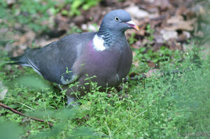 Common Wood Pigeon