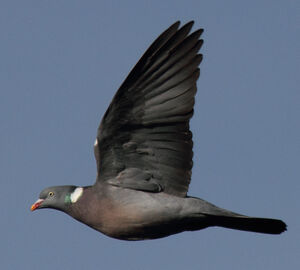Common Wood Pigeon