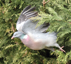 Common Wood Pigeon