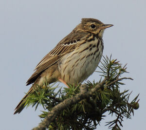 Pipit des arbres