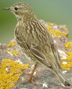 Meadow Pipit