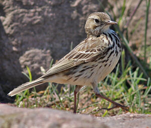 Pipit farlouse 
&copy; Julien Daubignard