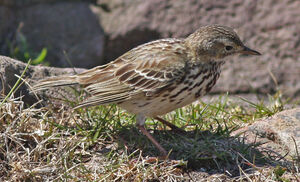 Pipit farlouse 
&copy; Julien Daubignard