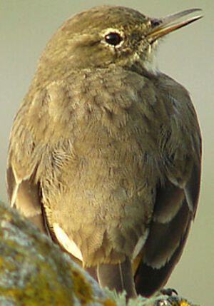 Eurasian Rock Pipit 
&copy; Julien Daubignard