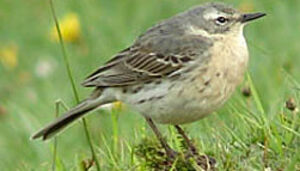 Water Pipit