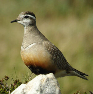 Eurasian Dotterel 
&copy; Julien Daubignard