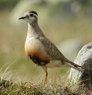 Eurasian Dotterel 
&copy; Julien Daubignard