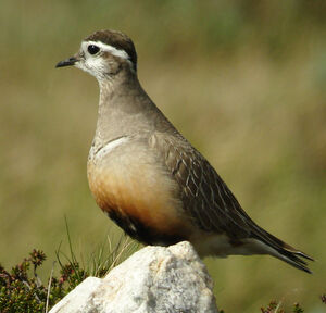 Eurasian Dotterel 
&copy; Julien Daubignard