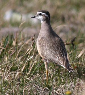 Eurasian Dotterel 
&copy; Julien Daubignard