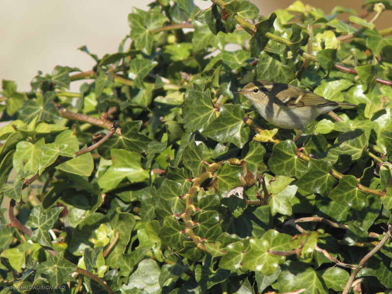 Yellow-browed Warbler, identification