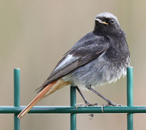 Black Redstart