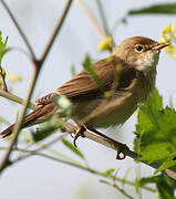 Common Reed Warbler