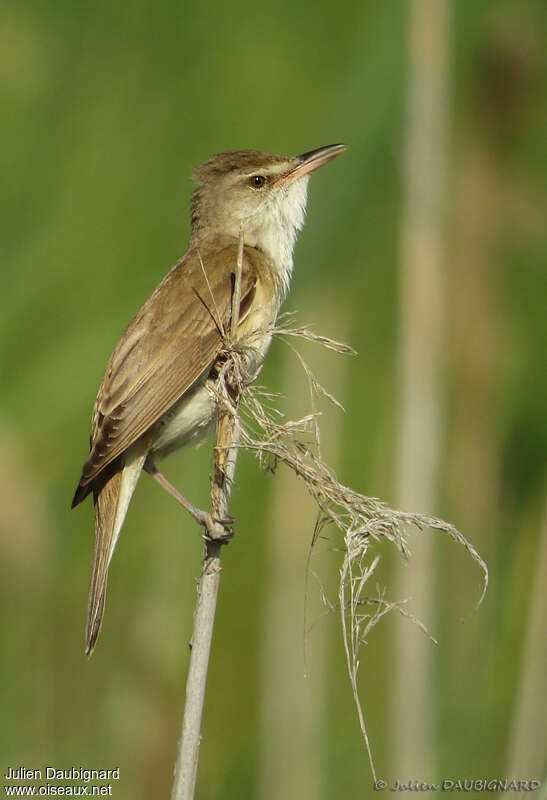 Great Reed Warbler male adult, identification