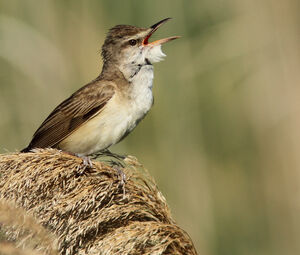 Great Reed Warbler 
&copy; Julien Daubignard