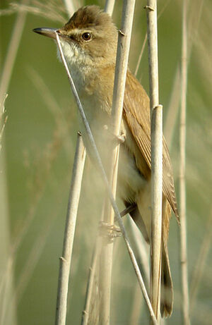 Great Reed Warbler 
&copy; Julien Daubignard