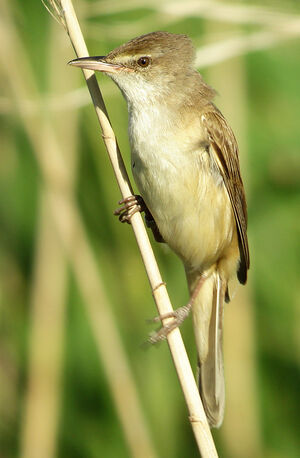 Great Reed Warbler 
&copy; Julien Daubignard