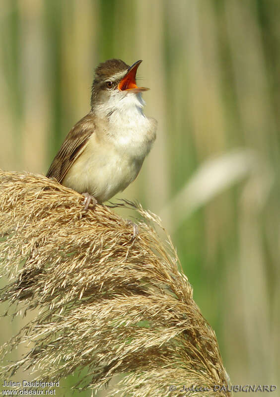 Great Reed Warbler male adult, song