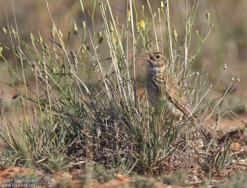Dupont's Lark male adult, song