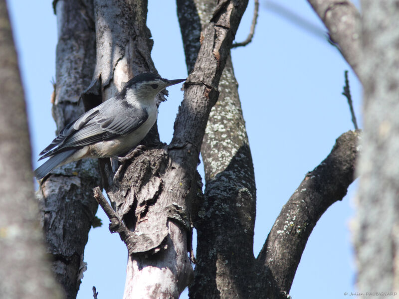 White-breasted Nuthatch, identification