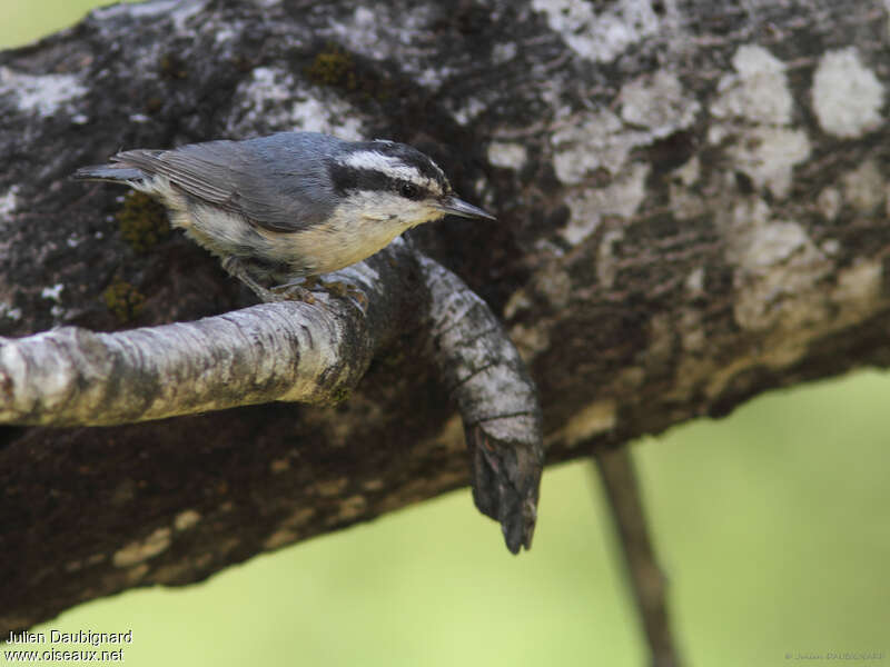 Red-breasted Nuthatch, moulting, pigmentation