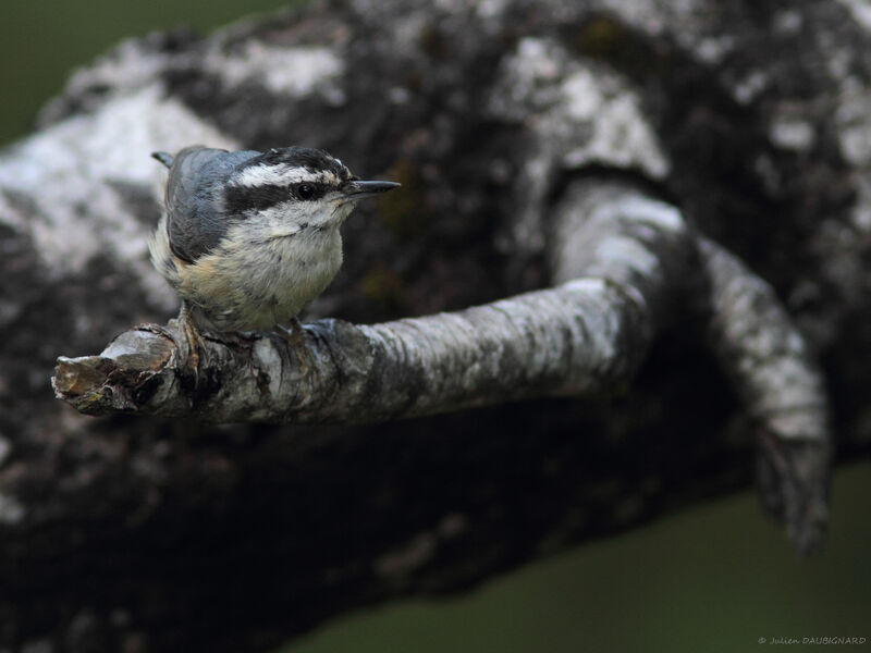 Red-breasted Nuthatch, identification