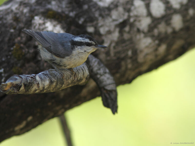 Red-breasted Nuthatch, identification