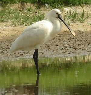 Eurasian Spoonbill