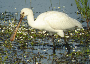 Eurasian Spoonbill