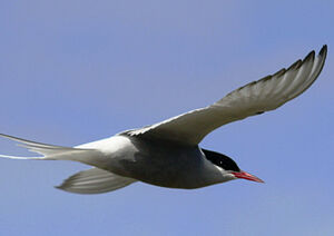 Arctic Tern