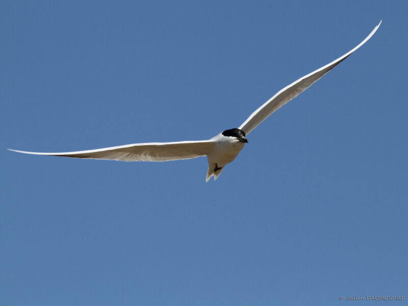 Gull-billed Ternadult, Flight