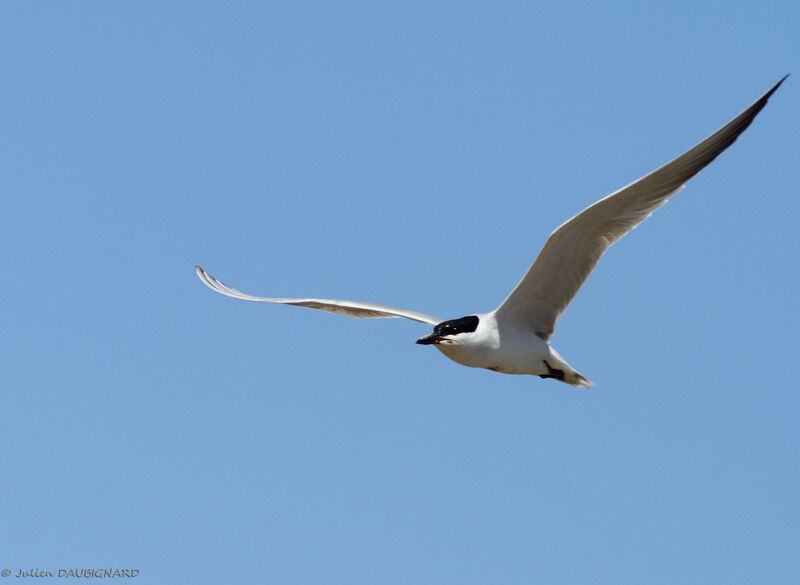 Gull-billed Ternadult, Flight