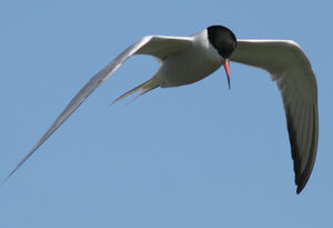 Common Tern 
&copy; Julien Daubignard