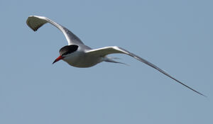 Common Tern 
&copy; Julien Daubignard