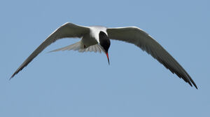 Common Tern 
&copy; Julien Daubignard