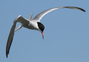 Common Tern 
&copy; Julien Daubignard