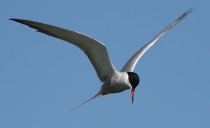 Common Tern 
&copy; Julien Daubignard