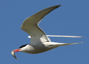 Common Tern 
&copy; Julien Daubignard