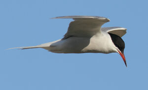 Common Tern 
&copy; Julien Daubignard