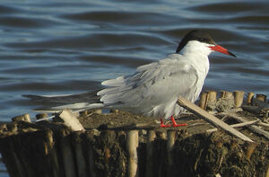 Common Tern 
&copy; Julien Daubignard