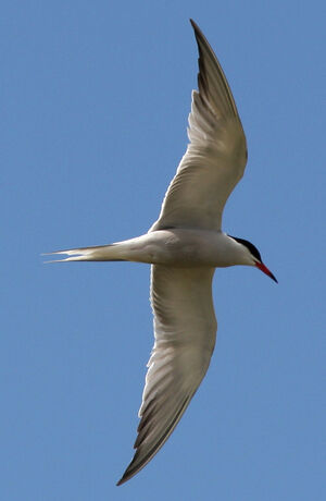 Common Tern 
&copy; Julien Daubignard