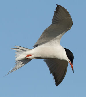 Common Tern 
&copy; Julien Daubignard