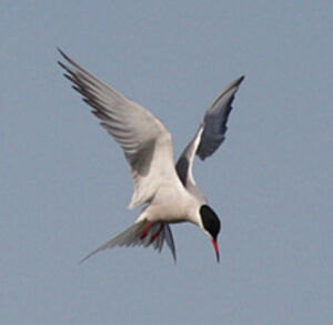 Common Tern 
&copy; Julien Daubignard