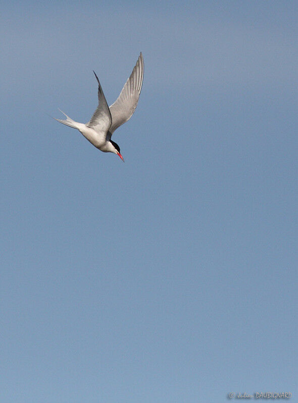 Common Tern, Flight