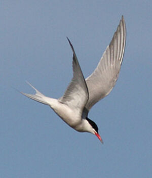 Common Tern 
&copy; Julien Daubignard